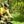 Load image into Gallery viewer, Revival Jersey - Second Edition | Yellow - Short Sleeve Jersey - Wearwell Cycle Company
